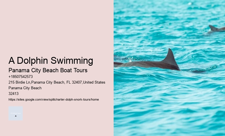 Dolphin Charter Boat