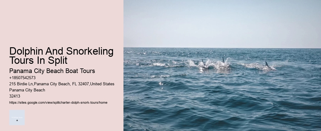 Dolphin And Snorkeling Tours In Split