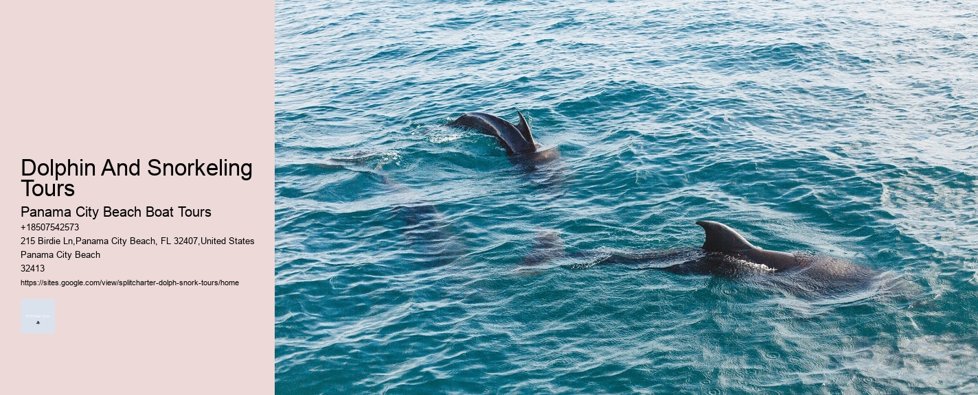 Dolphin Swim And Snorkel Tours In Split