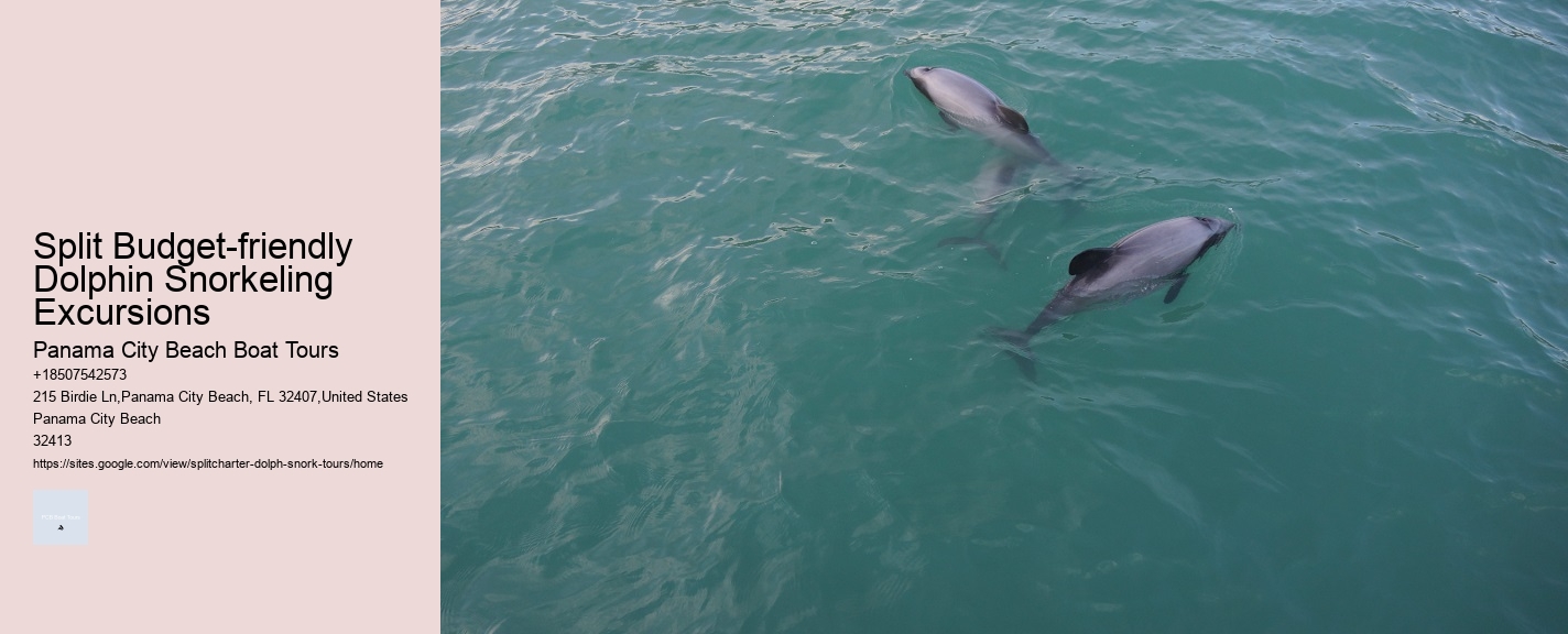 What Should You Not Do While Swimming With Dolphins