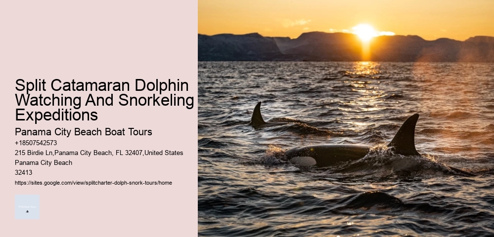 Split Charter Dolphin And Snorkeling Tours 2 Hours