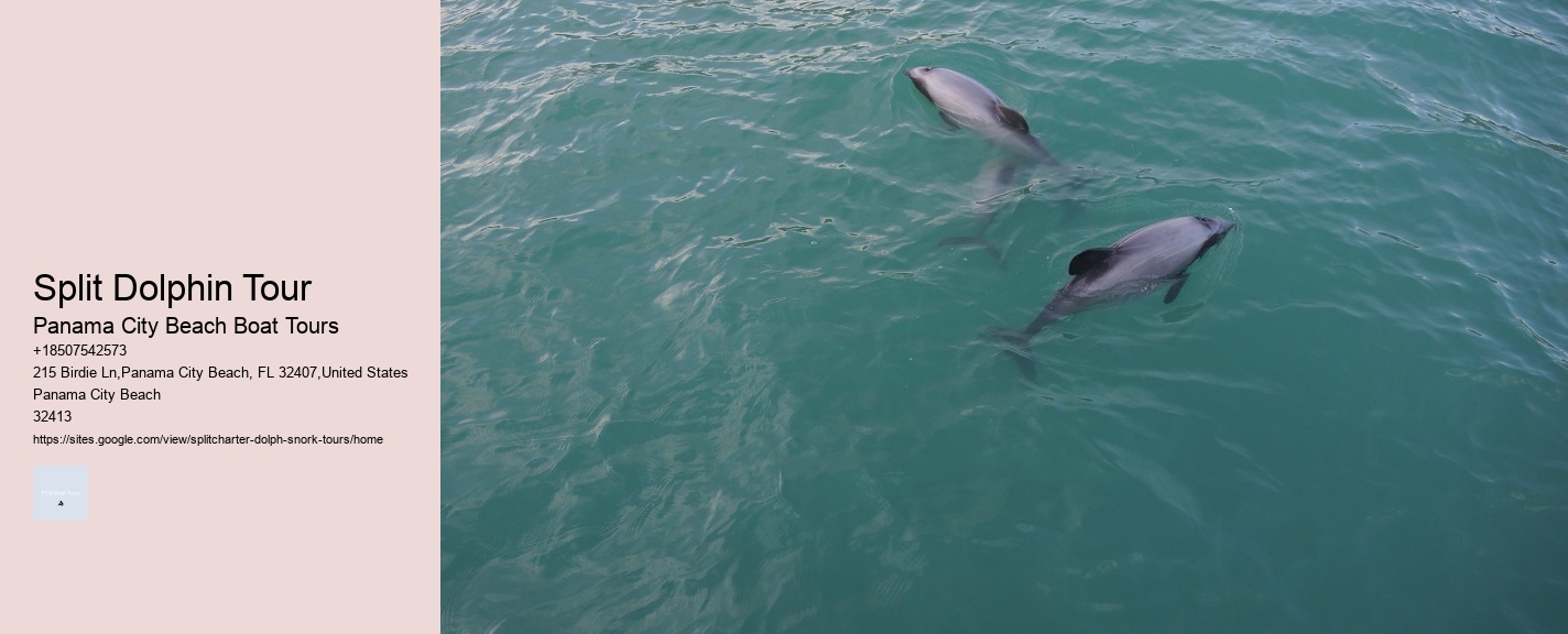 Split Dolphin Tour