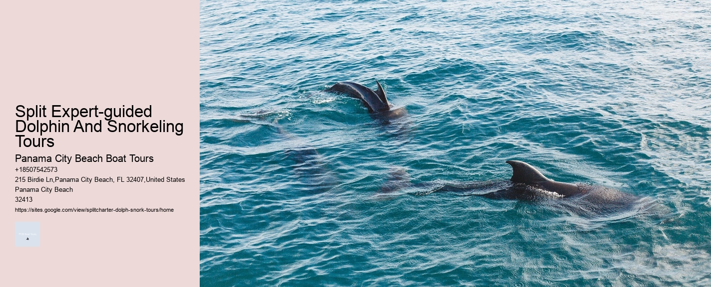 Split Expert-guided Dolphin And Snorkeling Tours