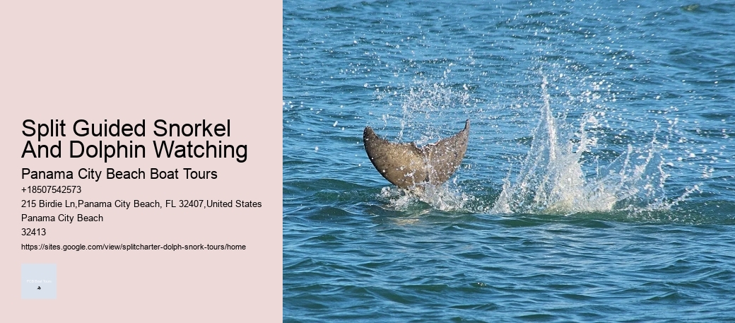 Split Guided Snorkel And Dolphin Watching