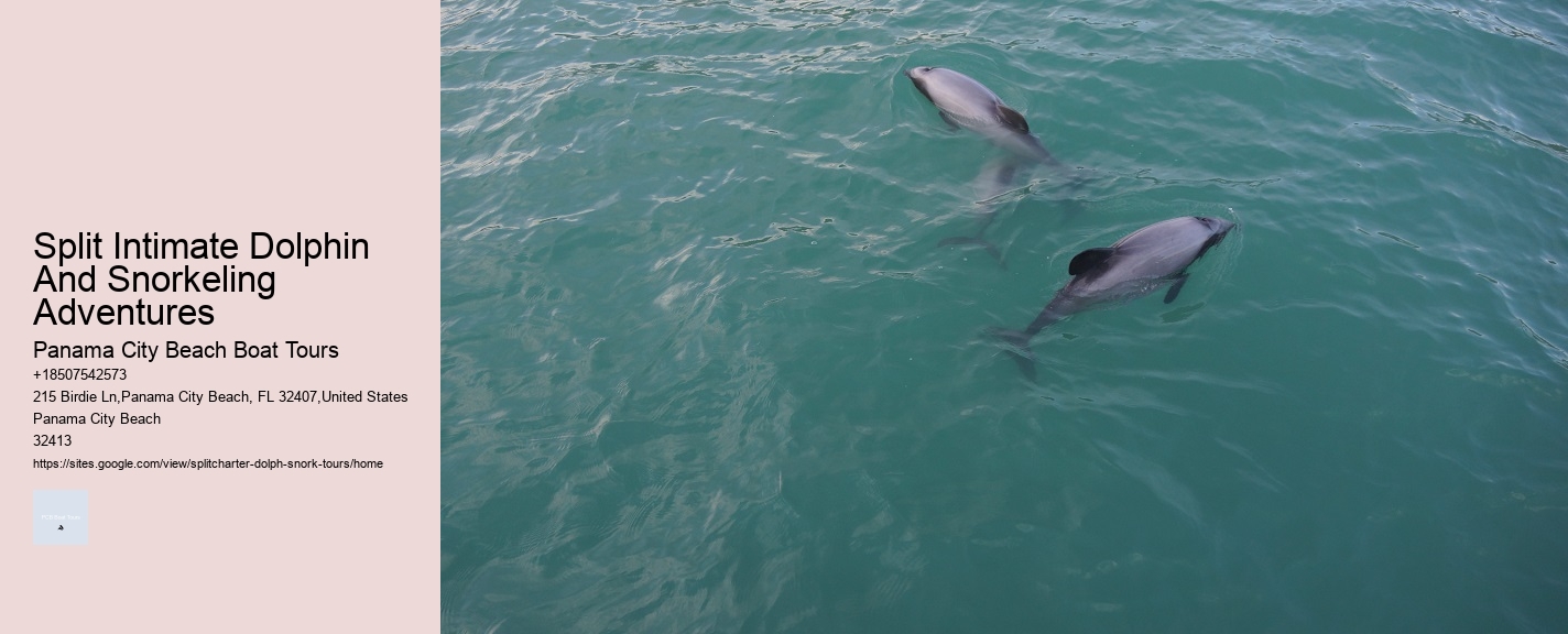 Split Intimate Dolphin And Snorkeling Adventures