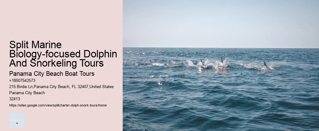 Split Marine Biology-focused Dolphin And Snorkeling Tours