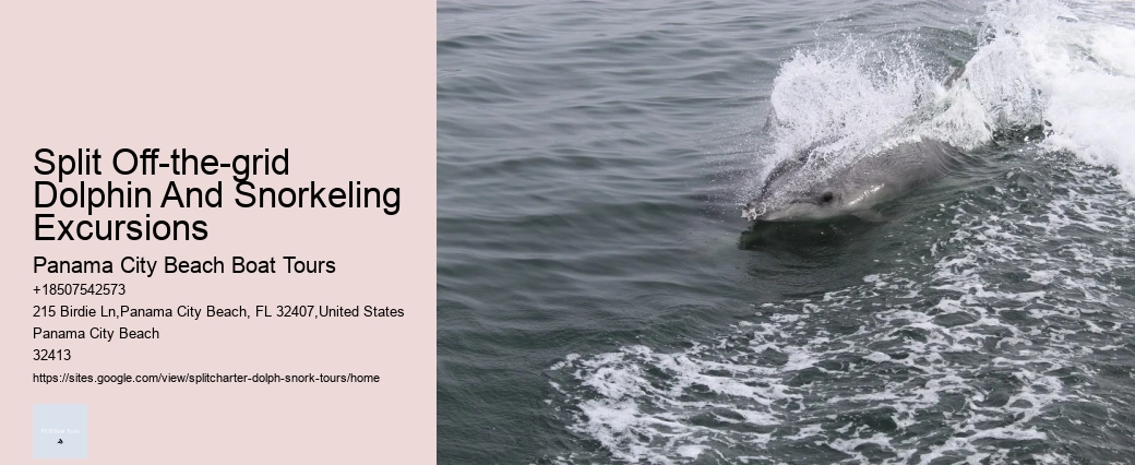 Dolphin Excursions Snorkel Adventure