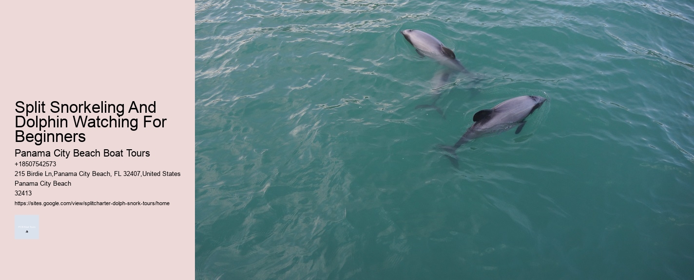 Split Expert-led Snorkeling And Dolphin Expeditions