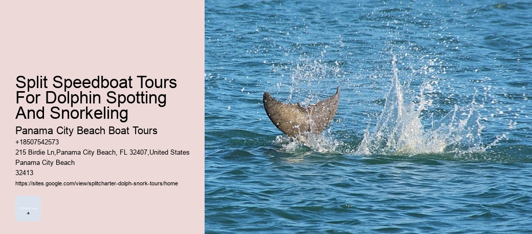 Split Speedboat Tours For Dolphin Spotting And Snorkeling