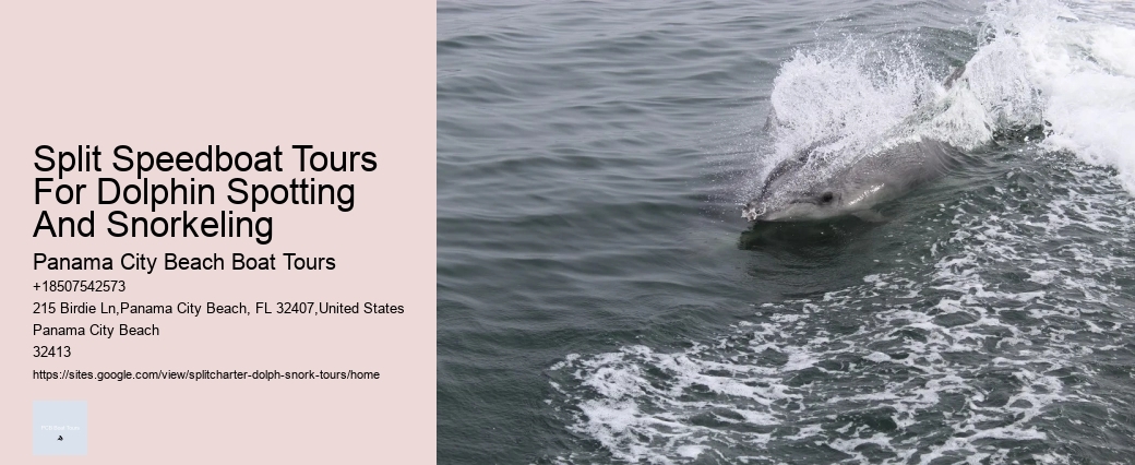 Why Can't You Wear Jewelry While Swimming With Dolphins